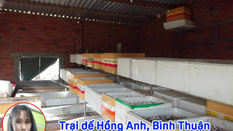 Trại dế Bình Thuận, Cung cấp Dế mèn giống, Dế mèn thịt