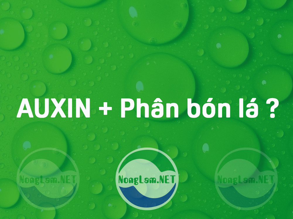 Pha auxin với phân bón lá