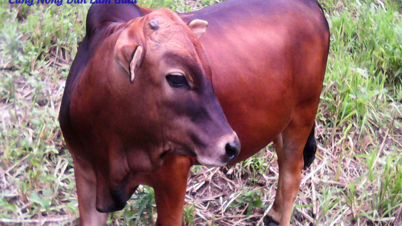 Hỏi – Đáp: Xin cách chữa cho con bò bị đau móng chân