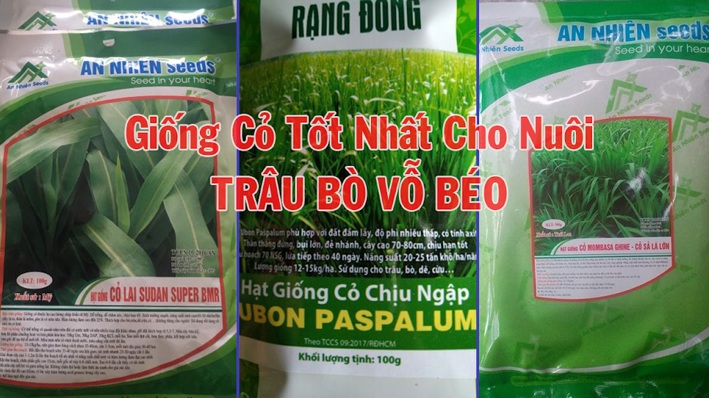 Những giống cỏ tốt nhất cho Trâu Bò Vỗ Béo hiện nay