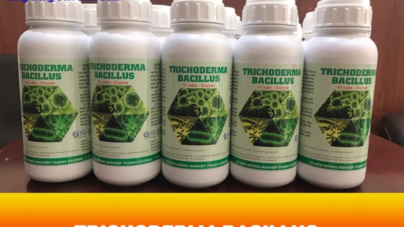 Nấm đối kháng Trichoderma Bacillus