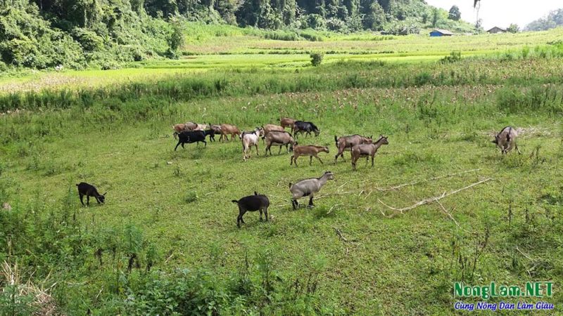 Các trại Dê Giống, Dê Thịt trên 63 tỉnh thành