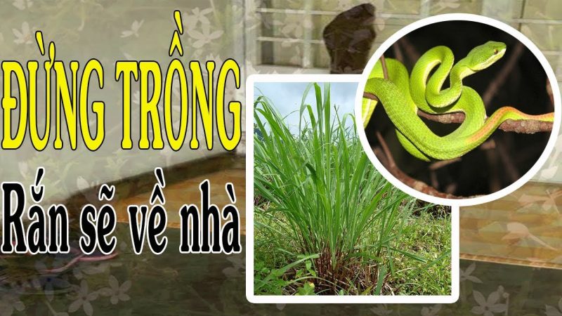 Nguy hiểm với các cây trồng đang hút rắn về nhà