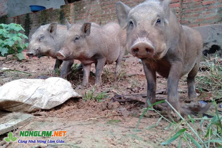 Con Don họ nhà Nhím, Hình ảnh con Don - NongLam.NET