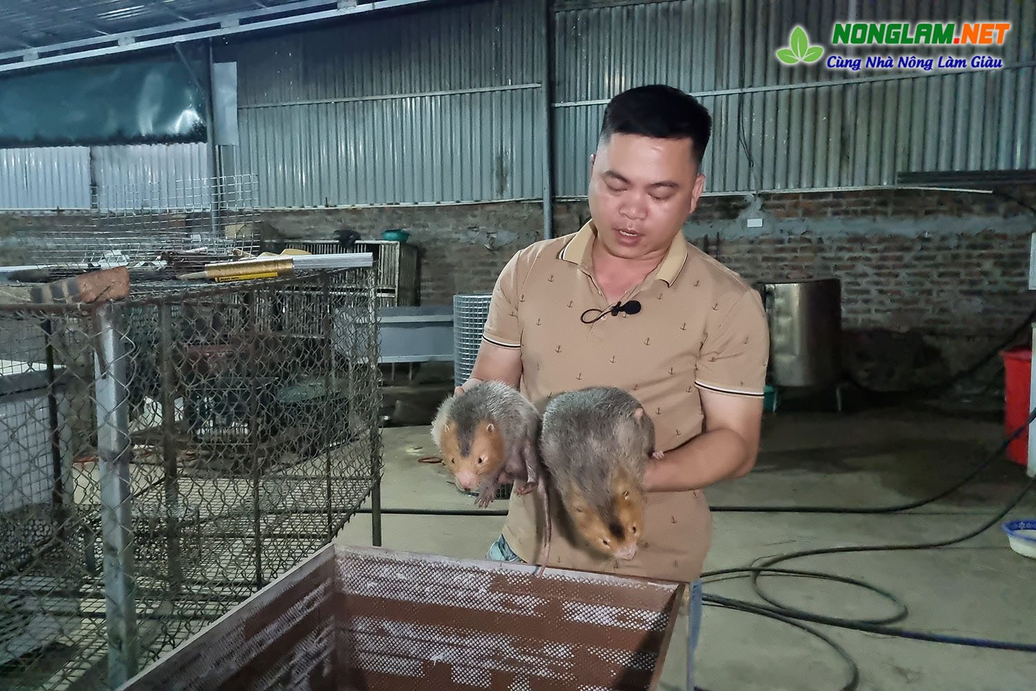 Trang trại nuôi Dúi ở Bắc Giang hiệu quả cao