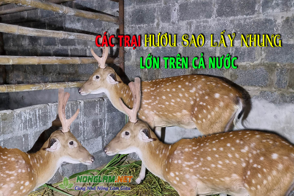 các trại nuôi hươu lấy nhung