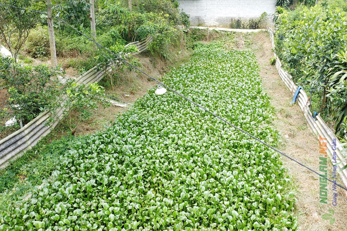 Nuôi cua đồng trong ao đất ở Tuyên Quang